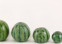 A group of watermelons sitting next to each other A group of watermelons sitting next to each other